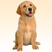 Dog sounds APK