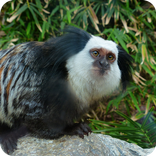 endemik