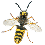 ”Wasps