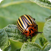 Insect pests APK