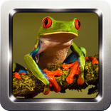 Frog Sound Collection