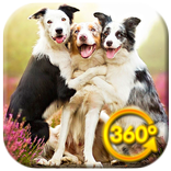 Dogs VR Videos 360