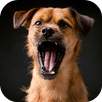Dog Sound APK