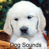 Dog Sounds