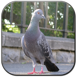 pigeon photo