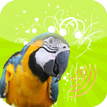 Birds Twittes