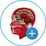 VZ | Cuerpo Humano