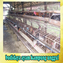 PETUNJUK TEKNIS BUDIDAYA AYAM  APK