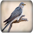 Cuckoo bird sounds aplikacja