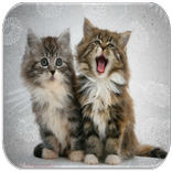 Kitten Sounds