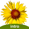 Flora of Yellowstone Intro APK