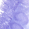 AnatLab Histology APK