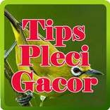 Tips Pleci Gacor