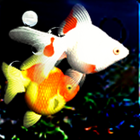 Talking Fishes