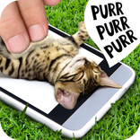 Pat kucing
