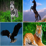 animal sounds