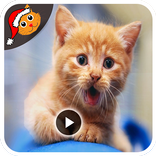 Cat Funny Videos Compilation HD