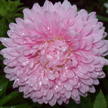Aster Jigsaw Puzzles