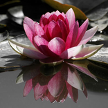 Lotus Flower Jigsaw Puzzles