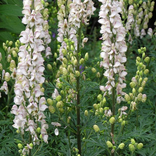 Monkshood Jigsaw Puzzles