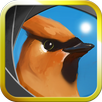 Camera Birds™ APK
