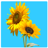 Kids Flower Learning Bengali