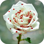 ”30 Flores