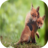 fox challenge