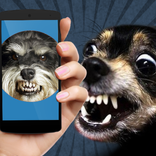 Dog Teaser: Sounds