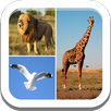 Guess Animal APK