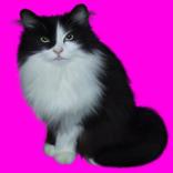 Pet Kitten : Daily Virtual Cat