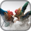 Rooster fight - Cookfighing APK