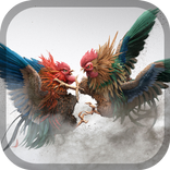 Rooster fight - Cookfighing