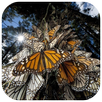 Amazing Butterfly Puzzles APK