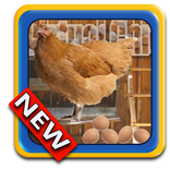 Virtual Chicken