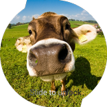 Cow Lock Screen