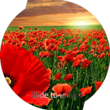 Poppies Lock Screen