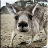 Kangaroo Lock Screen