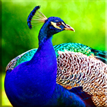 Layar Kunci Pavo