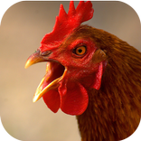 Flying Rooster Simulator