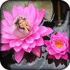 Lotus Photo Frames APK