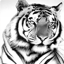 APK White Tiger Simulator