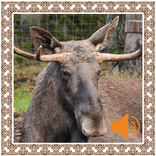 Moose Sounds