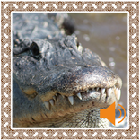 Alligator Sounds