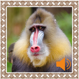 Baboon Sounds