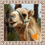 Camel Sounds