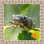 Cicada Sounds