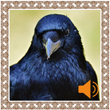 Crow Sounds