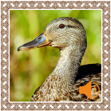 Duck Sounds
