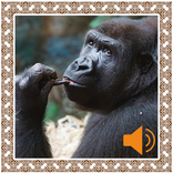 Gorilla Sounds